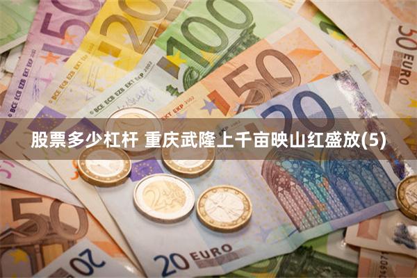 股票多少杠杆 重庆武隆上千亩映山红盛放(5)