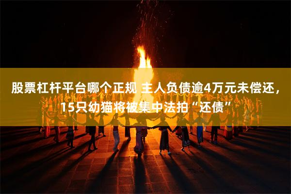 股票杠杆平台哪个正规 主人负债逾4万元未偿还，15只幼猫将被集中法拍“还债”